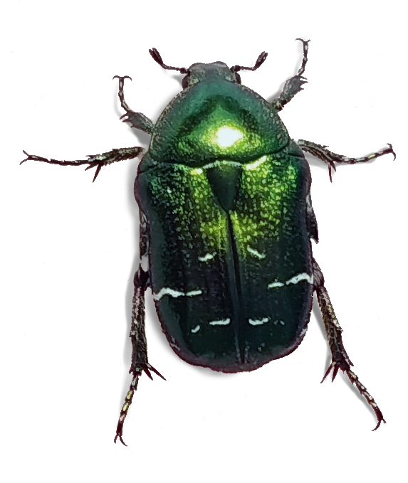 Käfer